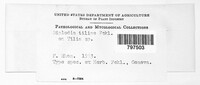 Diplodia tiliae image